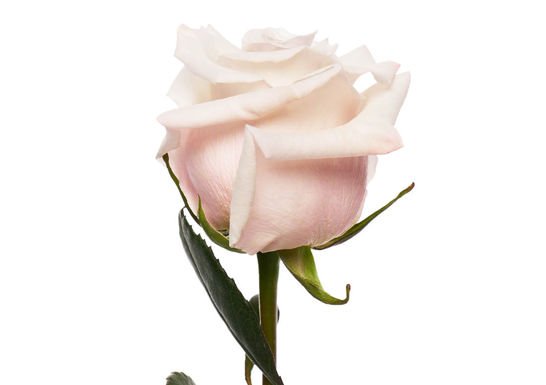 Silver-Sand_1-1100x776