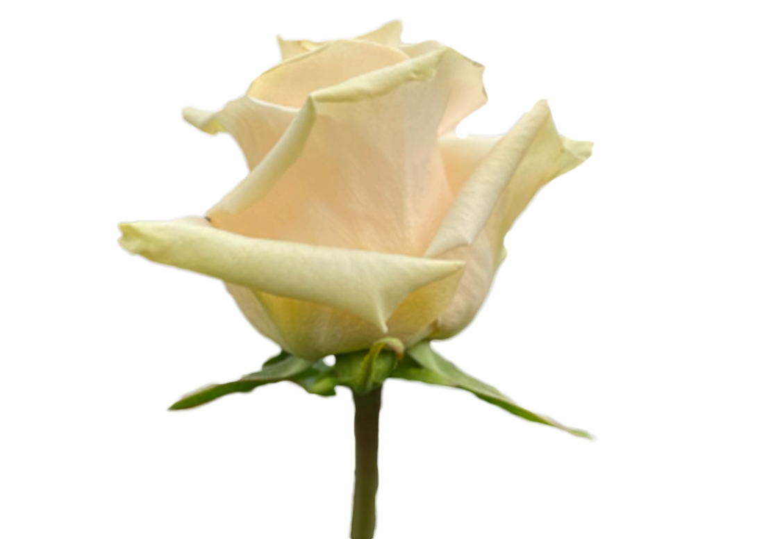 The-Pearl_1-1100x776