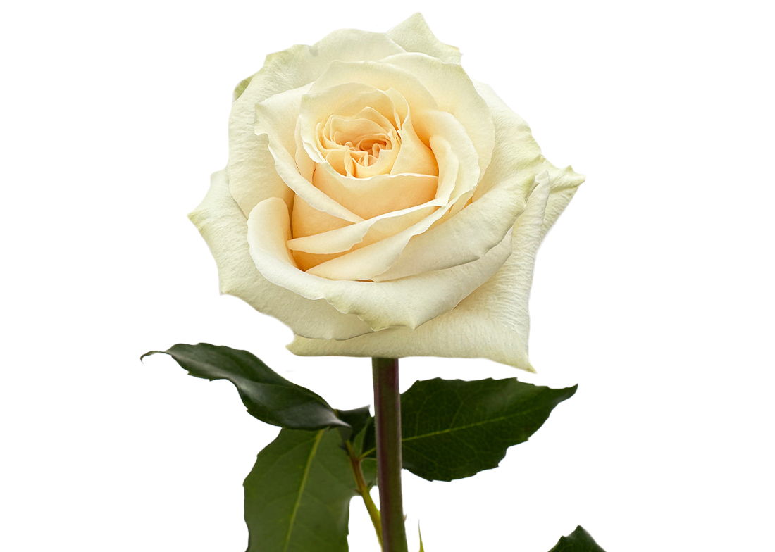 The-Pearl_2-1100x776