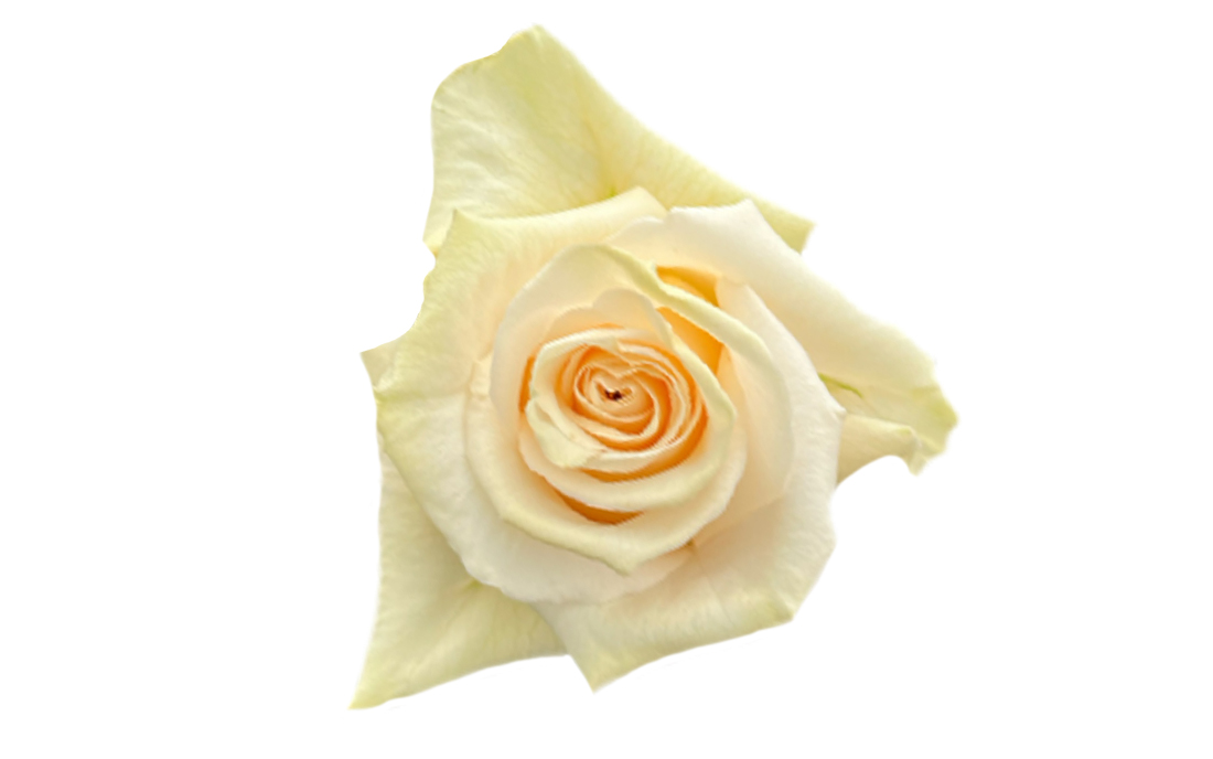 The-Pearl_2-1100x776