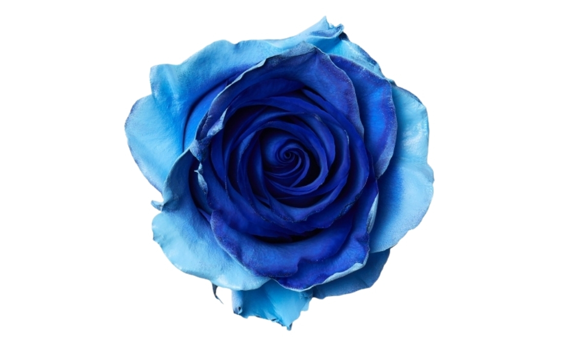 Whisper Soul Blue bunch