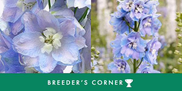 Blue flowers featuring the text "Breeder's Corner" prominently displayed on their petals.