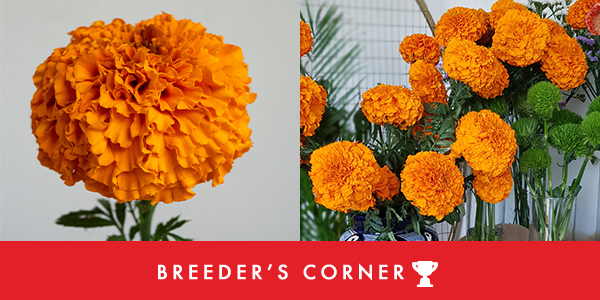 The Xochi Marigold: A Bold Celebration of Fall