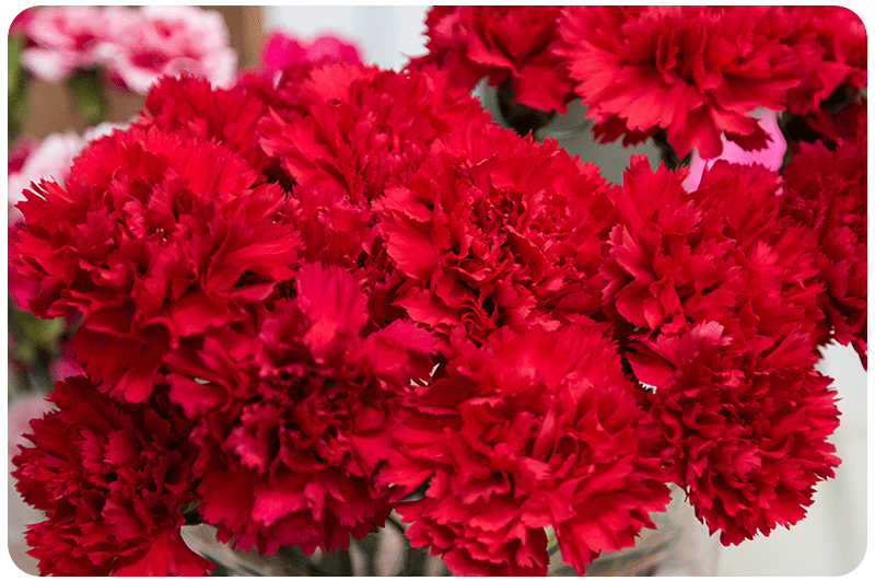Carnations Collection