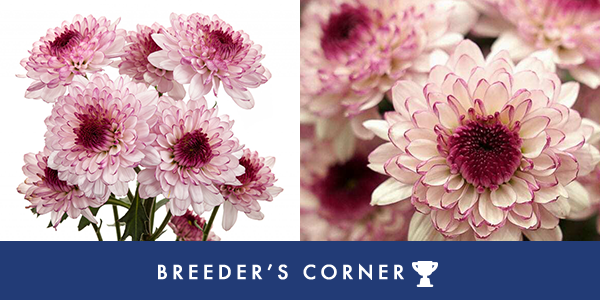 Deliflor. Breeder’s Corner. Berry Beautiful: Meet the Shortcake Spray Pompon