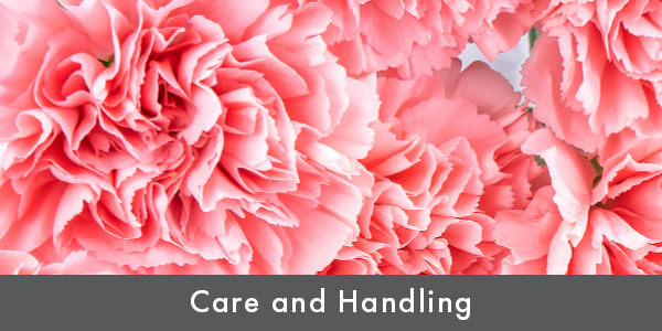 Carnations a Mother’s Day Favorite!