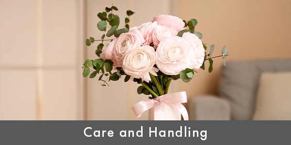 Cloni Ranunculus Blousy, Beautiful, & Always Classy!