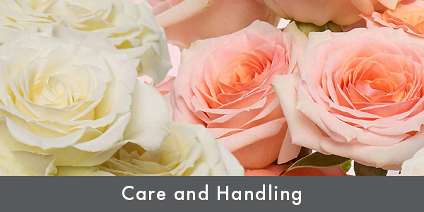 Instructional graphic on the care and handling of roses, featuring tips for watering, pruning, and sunlight exposure.