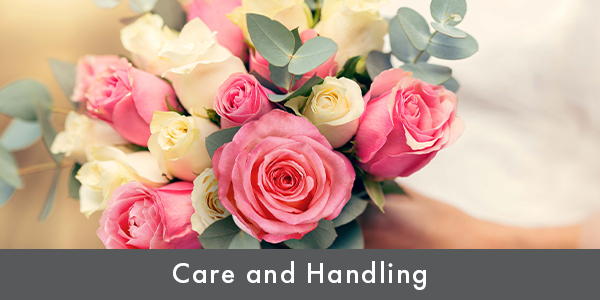 Roses the Wedding Belle!