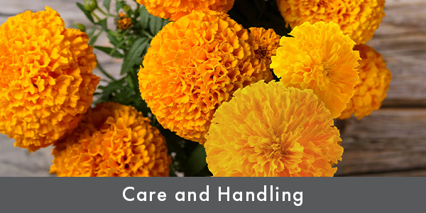 FloraLife_September-2025