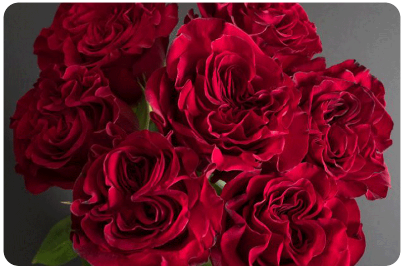 Garden Roses Collection