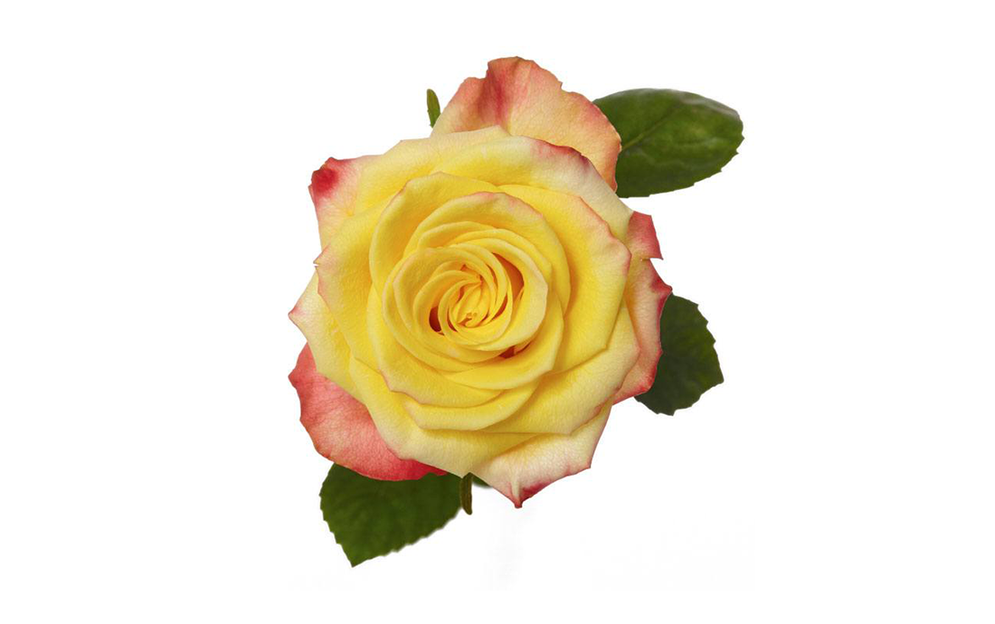 High_&_Yellow_Flame_2