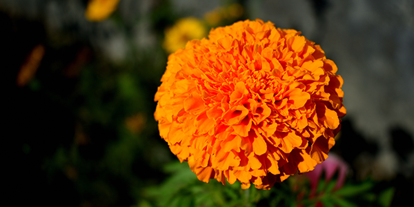 Rio’s Marvelous Marigolds