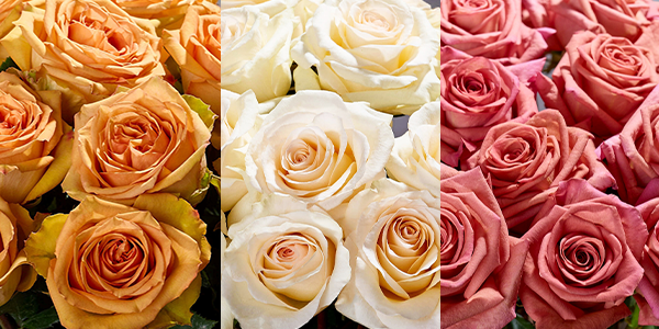 Meet Rio Tropic Versilia, Wedding Dance, & Barista