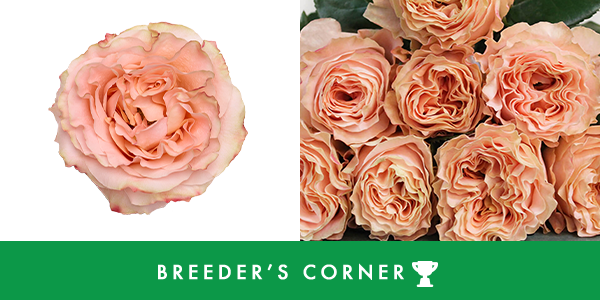 Princess Crown: A Showstopping Garden Rose