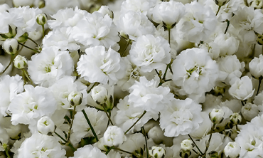 Rio Gypsophila
