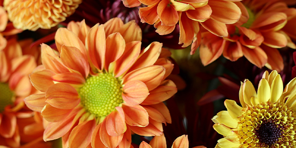 Pompon Collection. Presenting the Rio Pompons Collection