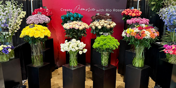 Rio Roses at WFFSA 2025